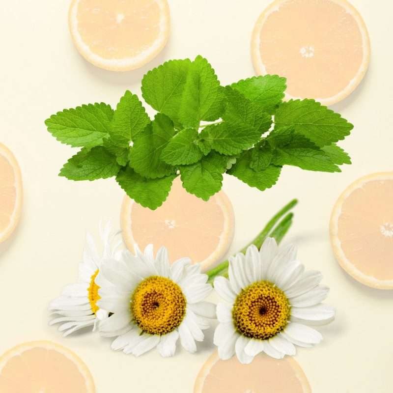 lemon palm chamomile