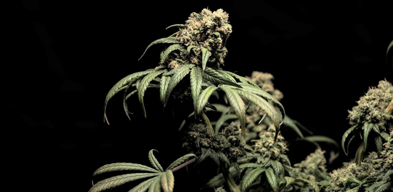 cannabis plant in black backdrop