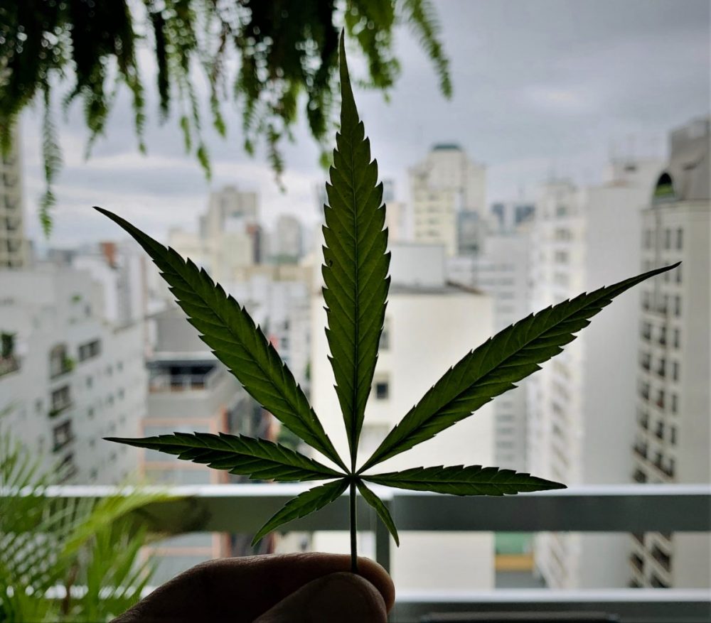 weed leaf with city view backdrop